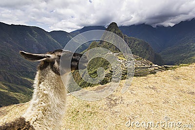 Portrait of lama in machu-picchu, peru Stock Photo