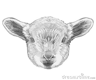 Portrait of Lamb. Cartoon Illustration