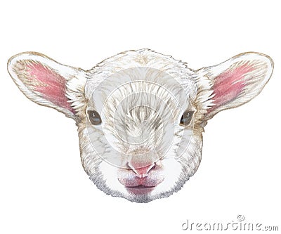 Portrait of Lamb. Cartoon Illustration