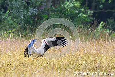 Portrait of landing stork, Ciconia ciconia, with wings half retracted Stock Photo