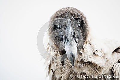 Portrait of an Andean Condor raptor Stock Photo