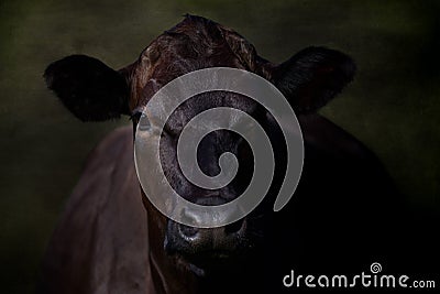 Portrait of Large Black Cow Stock Photo