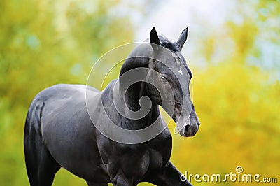 Portrait of a large black horse in motion Stock Photo