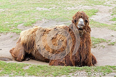 Portrait of a large camel lying on the ground.. Reservation Askania Nova, Ukraine Stock Photo
