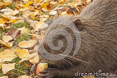 A portrait of large cute water rat muskrat. Keeps a piece of apple in its paws and eats. Stock Photo