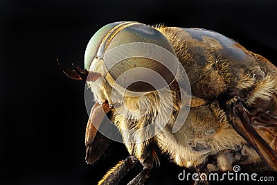 Portrait of a large horsefly Tabanidae on a black background Stock Photo