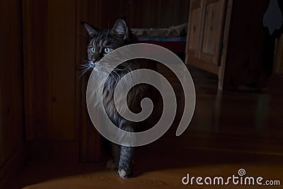 Portrait large Maine Coon cat on dark background in dark room. Big cat silhouette with green eyes appeared out of the darkness Stock Photo