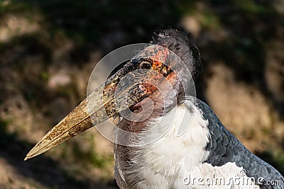 Portrait of large wading bird marabou stork Leptoptilos crumenifer Stock Photo