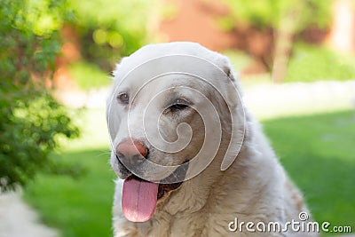 Portrait of a large white Alabai dog on a bright light natural background. Central Asian Shepherd Dog on summer sunny day.Concept Stock Photo