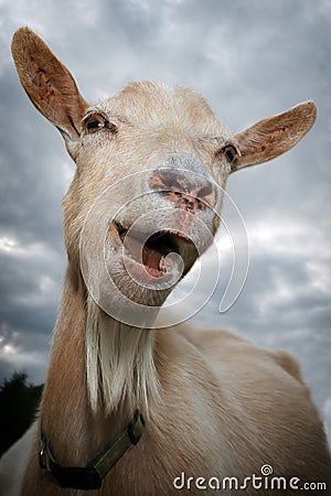 Portrait of a laughing goat Stock Photo