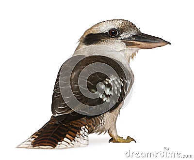 Portrait of Laughing Kookaburra Stock Photo