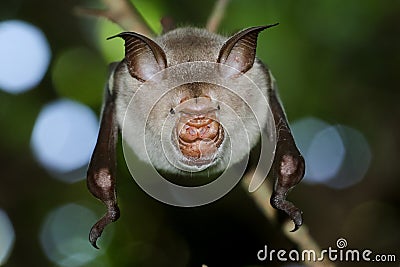 Portrait of leaf-nosed bat, Macronycteris vittatus Stock Photo