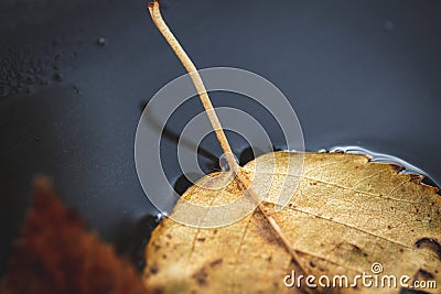 A portrait of the leafstalk part of a yellow colored fallen leaf fallen down into a puddle of water during fall Stock Photo