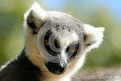 Portrait of a lemur Stock Photo