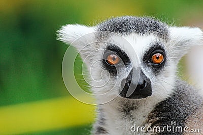 Portrait lemur - monkey from madagaskar Stock Photo