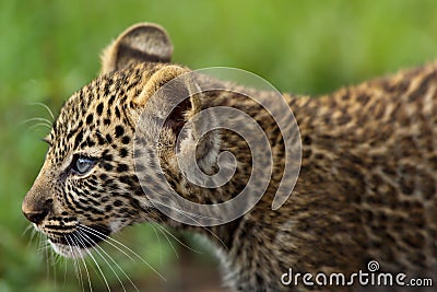 Portrait of a Leopard cub, three month old, in Masai Mara, Kenya Stock Photo