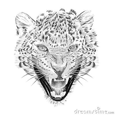 Portrait of leopard drawn by hand in pencil Stock Photo