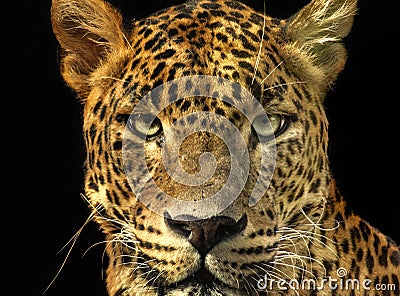 Portrait leopard with extreme close-up. Stock Photo