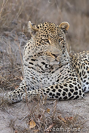 Portrait leopard lay down in at dusk to rest and relax Stock Photo