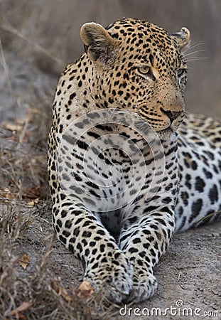 Portrait leopard lay down in at dusk to rest and relax Stock Photo