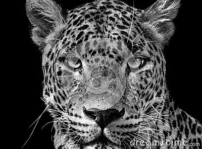 Portrait leopard Panthera pardus kotiya Stock Photo