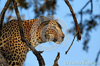 Portrait of a leopard Panthera pardus, Kruger National Park, South Africa Stock Photo