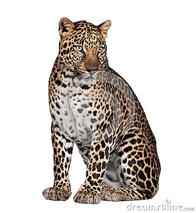 Portrait of leopard, Panthera pardus, sitting Stock Photo