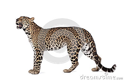 Portrait of leopard, Panthera pardus, standing Stock Photo