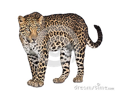 Portrait of leopard, Panthera pardus, standing Stock Photo