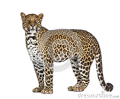 Portrait of leopard, Panthera pardus, standing, remasterized Stock Photo