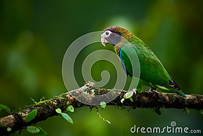 Portrait of light green parrot with brown head, Brown-hooded Parrot, Pionopsitta haematotis. Stock Photo