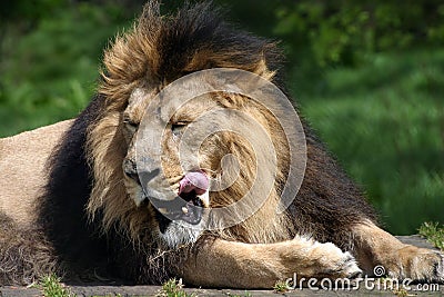 Portrait of lion Stock Photo