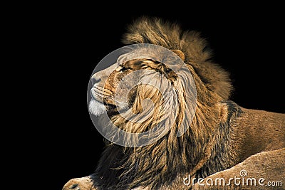 Portrait lion on the black. Detail face lion. Hight quality portrait lion. Portrait from animal Stock Photo