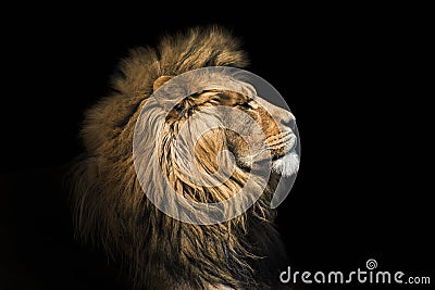 Portrait lion on the black. Detail face lion. Hight quality portrait lion. Portrait from animal Stock Photo