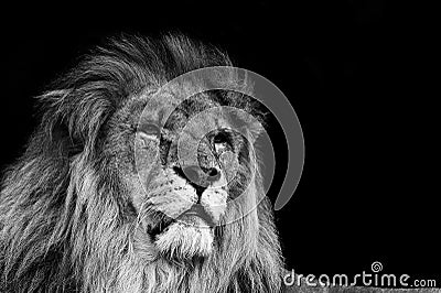 Portrait of Lion in black and white Stock Photo