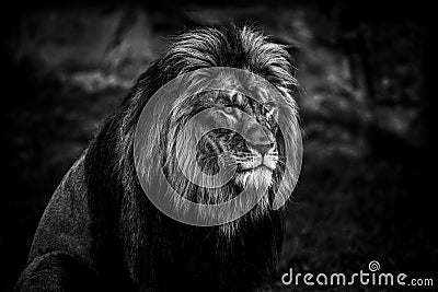 Lion in black and white Stock Photo