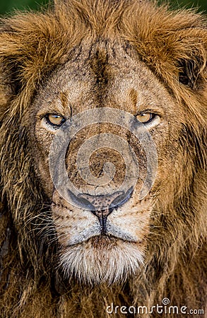 Portrait of a lion. Close-up. Uganda. East Africa. Cartoon Illustration