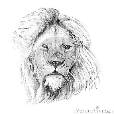 Portrait of lion drawn by hand in pencil Stock Photo