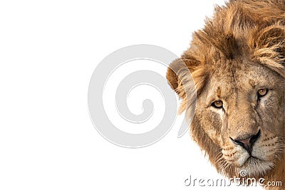 Portrait lion isolated on white background Stock Photo