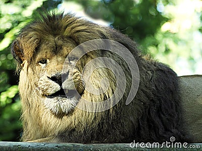 Portrait lion lying Stock Photo