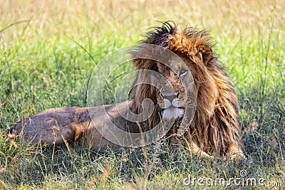 Portrait of a the lion named scarface Stock Photo