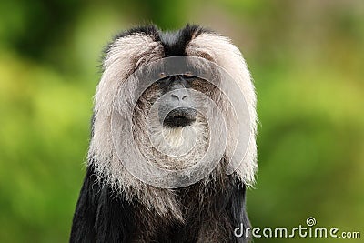 Portrait of Lion-tailed Macaque, Macaca silenus, Stock Photo