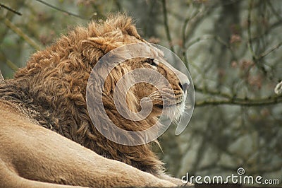 lion watching behind him Stock Photo