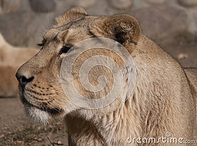 Portrait lioness basking in the warm sun after dinner Stock Photo