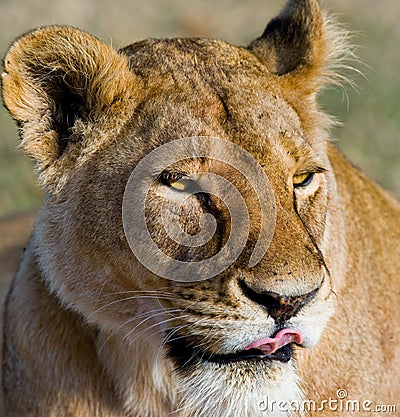Portrait of a lioness. Close-up. Kenya. Tanzania. Maasai Mara. Serengeti. Cartoon Illustration