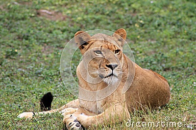 Portrait lioness poses Stock Photo