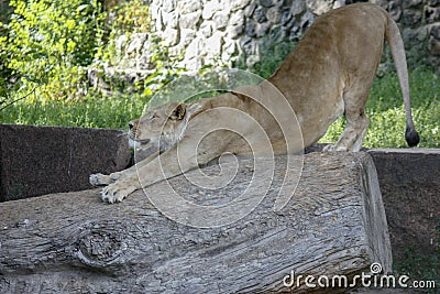 Portrait of a lioness resting in a relaxing pose on a sunny day Stock Photo