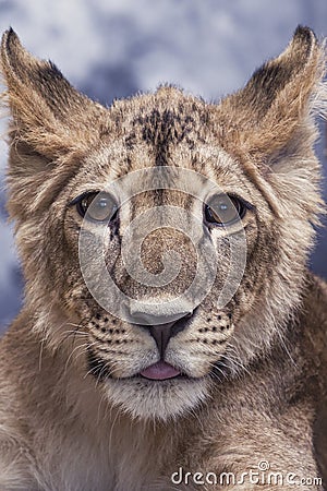 Portrait of a lioness young little cute and funny Stock Photo