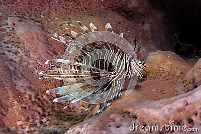 portrait of lionfish inside pink spong,Andaman sea Stock Photo