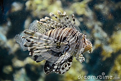 Portrait of lionfish Stock Photo